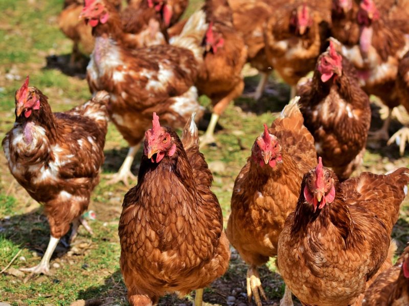 pixabay_chicken-4155959_1280